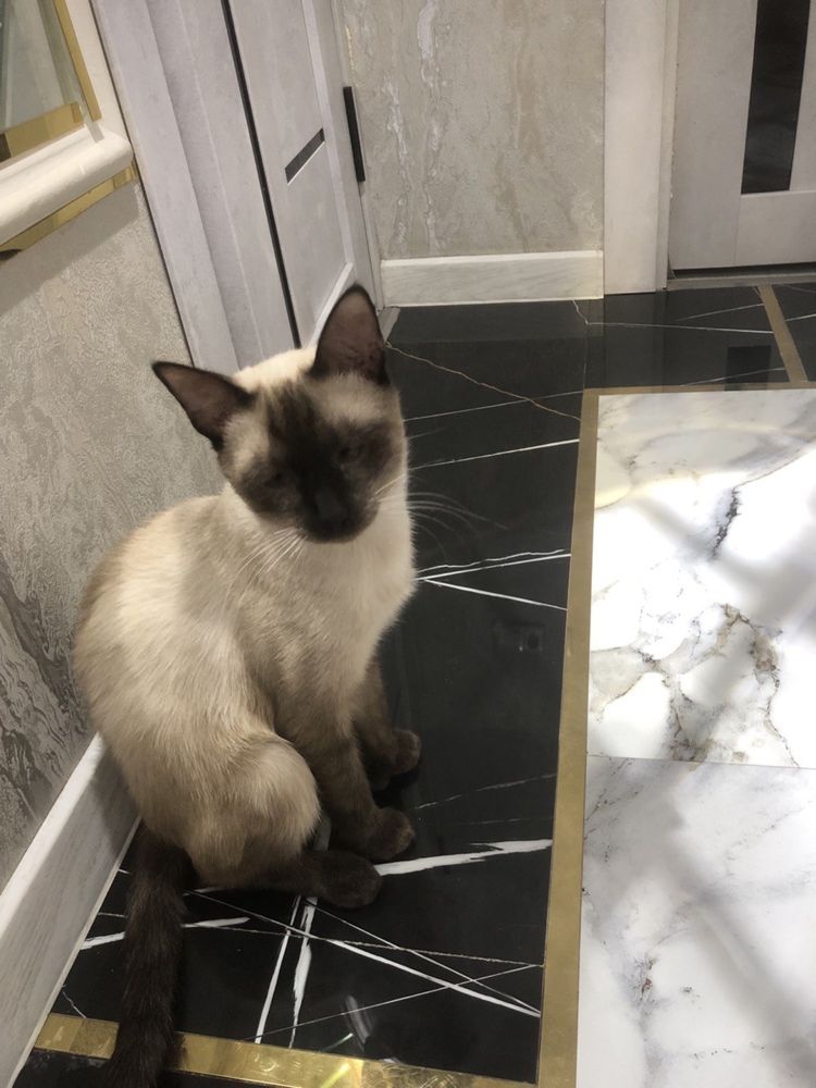 Отдадим кота в добрые руки