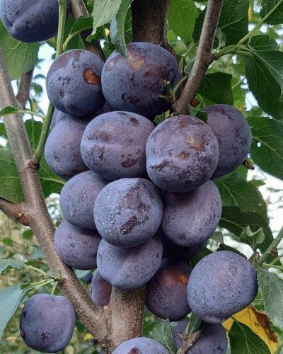 Pomi Fructiferi  deosebiti  prun black diamond