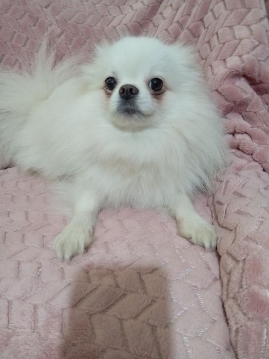 Шикарная Белоснежная девочка померанского шпица. Возраст 2 года.