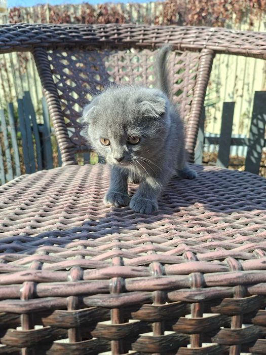 Котята есть мальчики и девочки