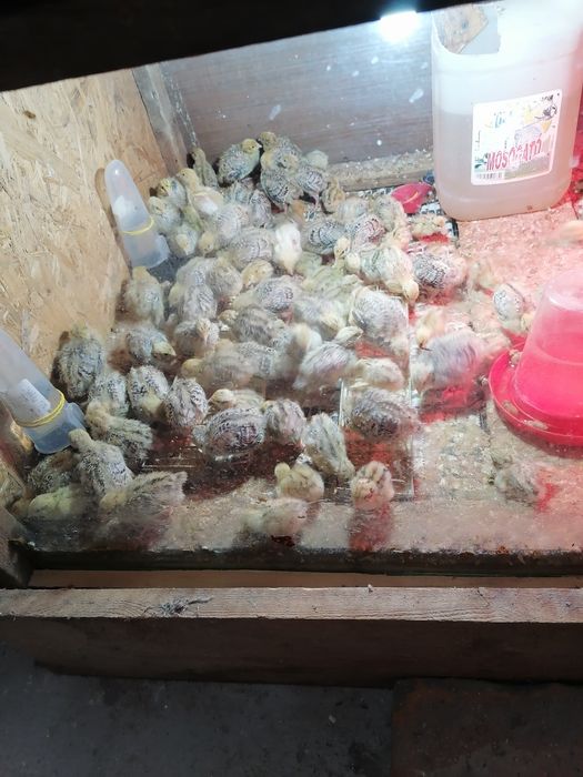 Pui de prepeliță și oua de prepeliță pentru consum