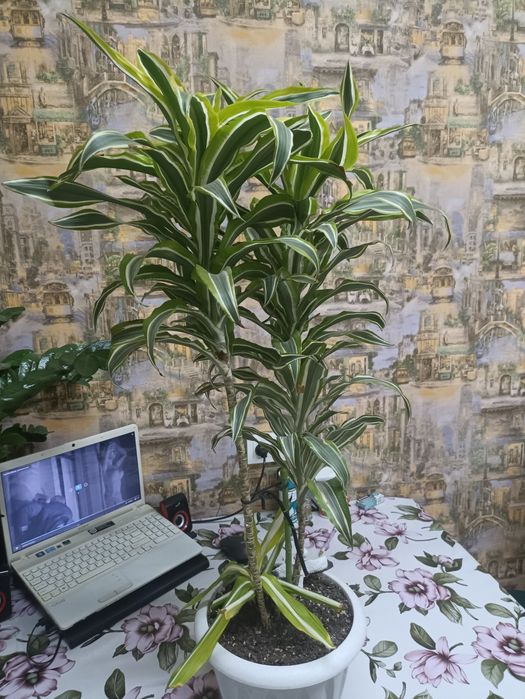 Драцена сорт Малайка, 64 см