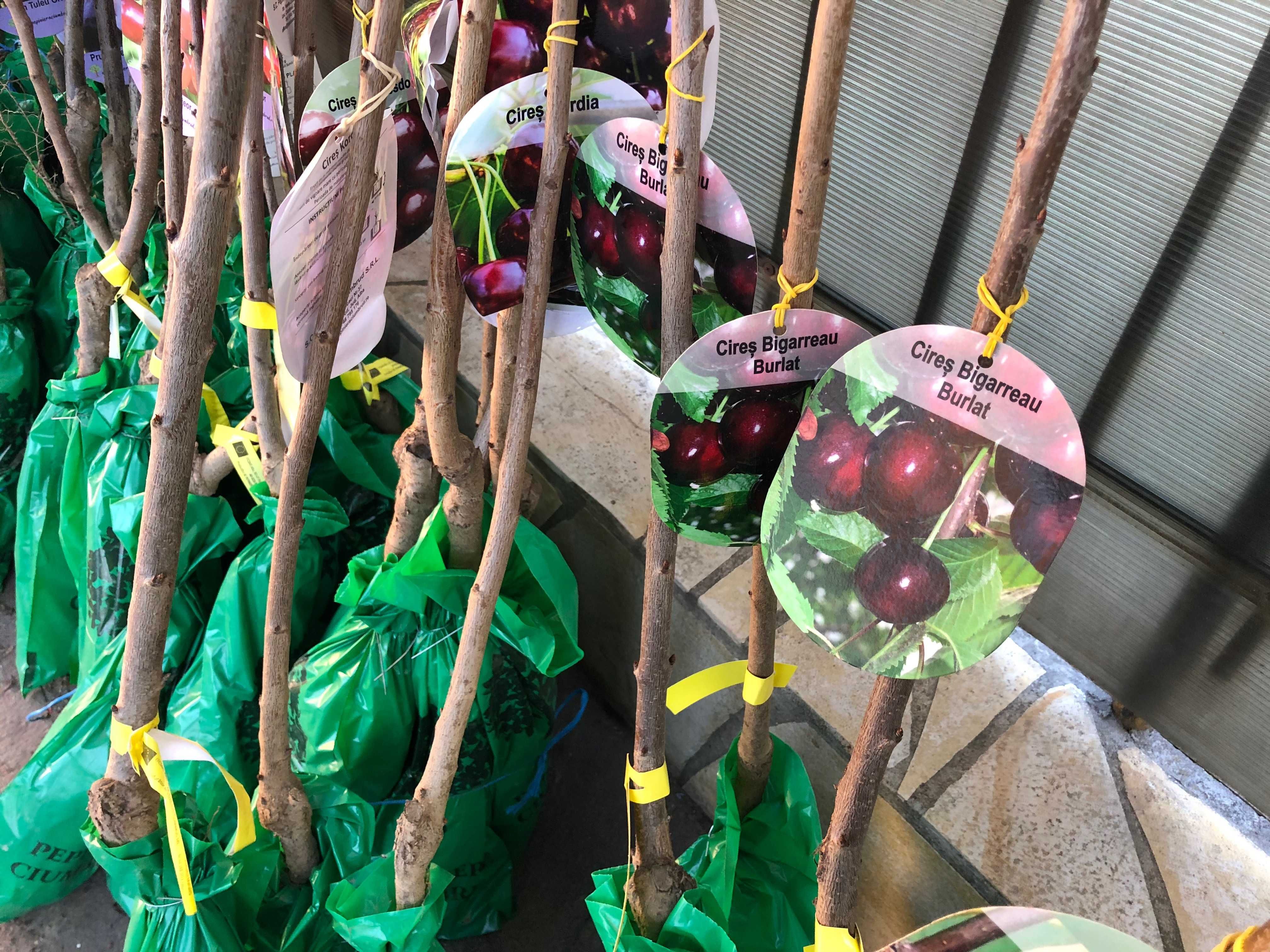 Pomi fructifieri, arbuști de vânzare - cu livrare în Cluj-Napoca