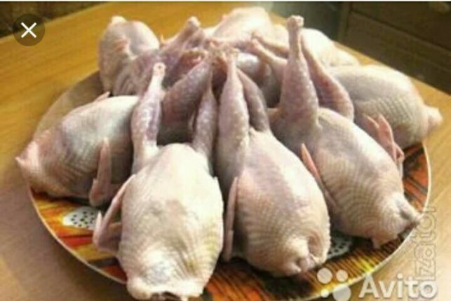 Бөддене еті жұмыртқа бар кг 4500