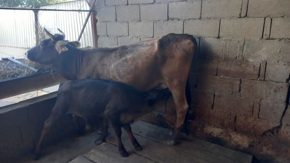 Бузаулы сиыр сатылады