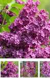 Liliac mov cu floare simpla