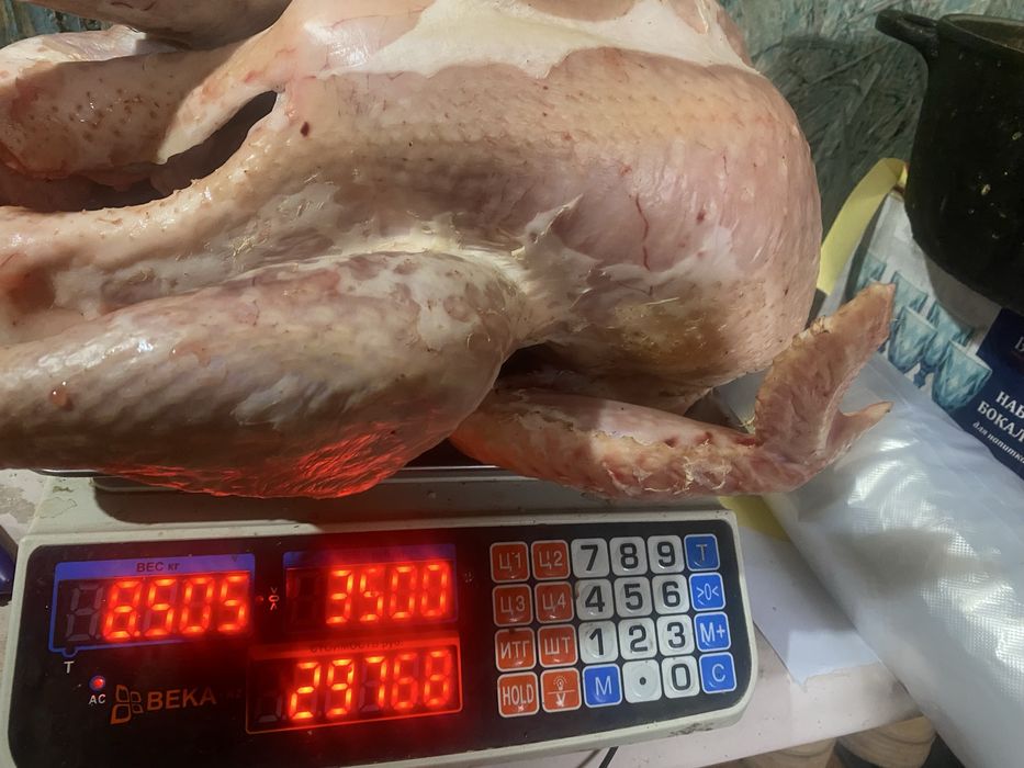 Продам мяса индейки