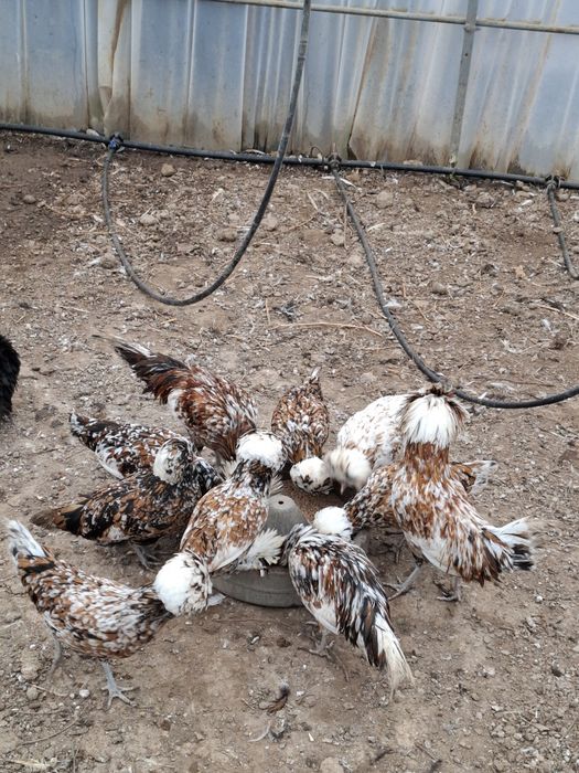 Vând familie găini Paduane porțelan 3+1