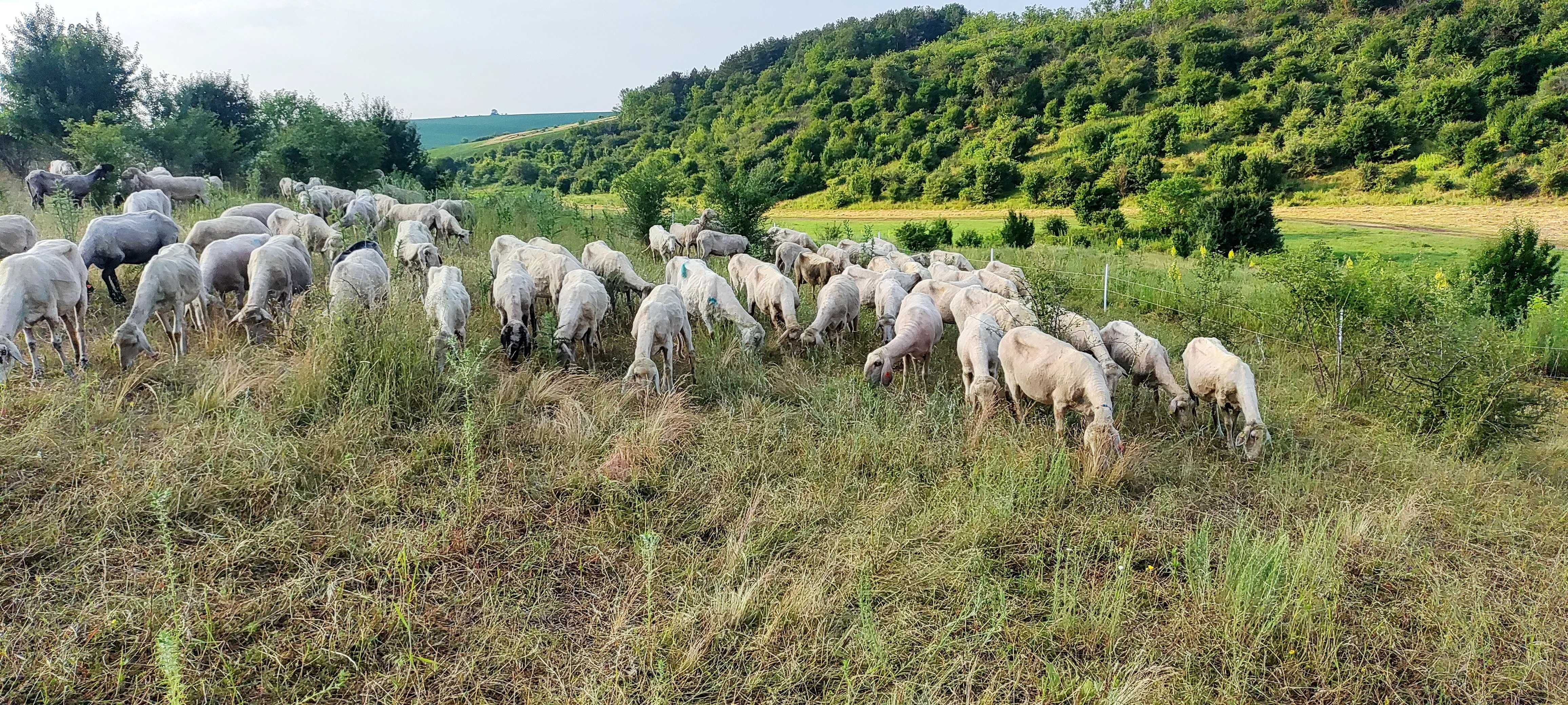 Продавам стадо овце, кочове агнета