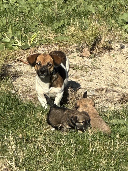 Donez catei talie mica