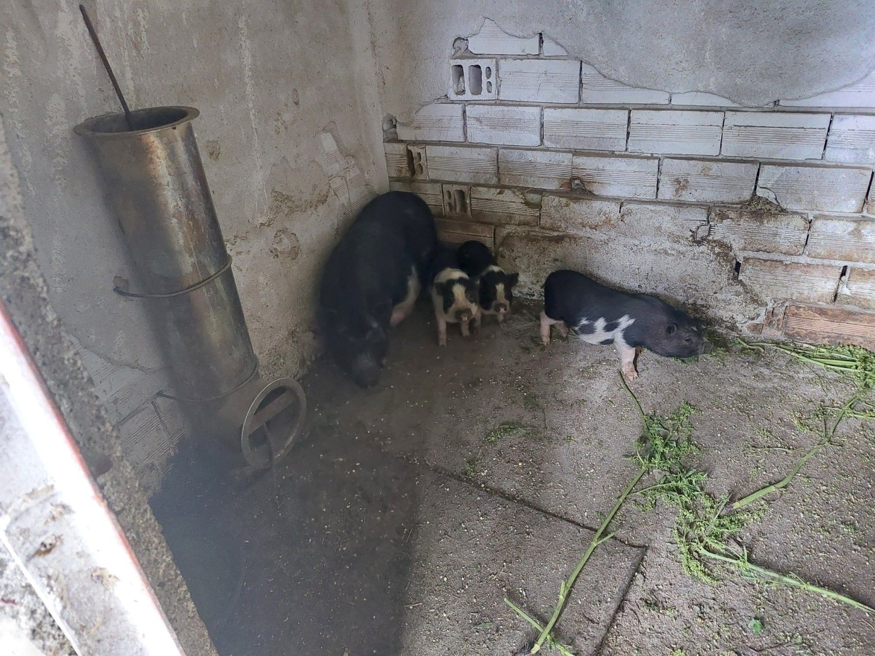 Продавам Виетнамски прасета МАЛКИ