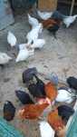 Puii găină de 12 săptămâni ,Marans,Bress ,Plymonth Rockbarat,New Hamps