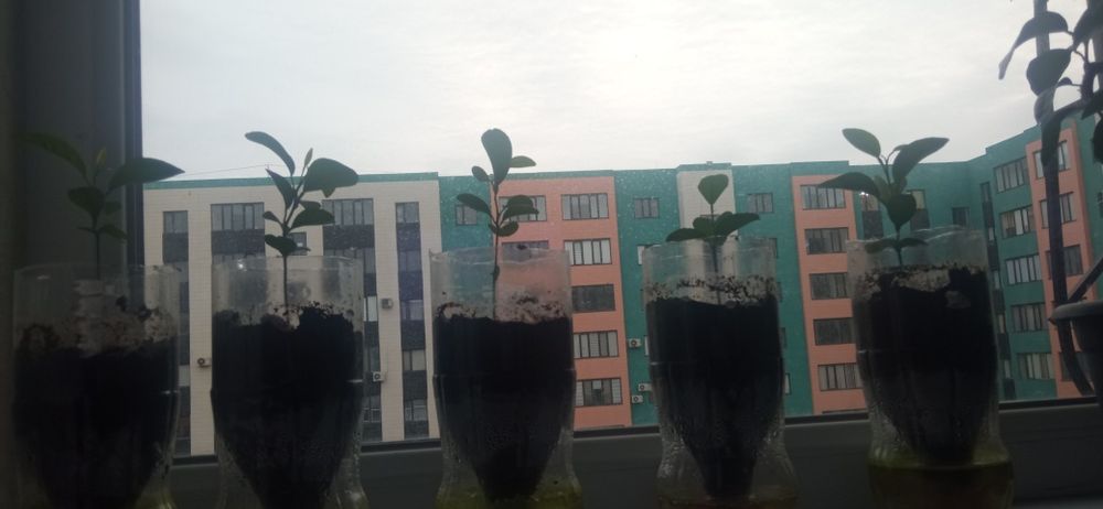 Мандарин  үй жағдайындағы өсімдіктер