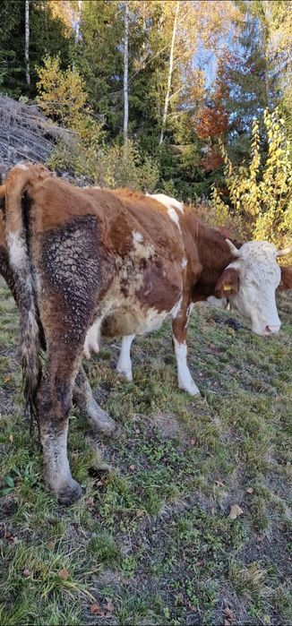 Vaca buna de vanzare