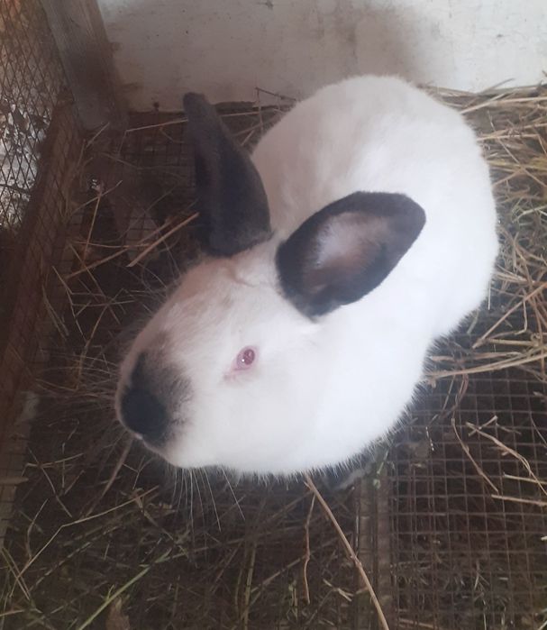 Kaliforniya zotli quyonlar.