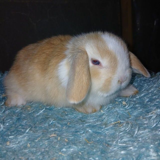 Quyon karlik quyonlar