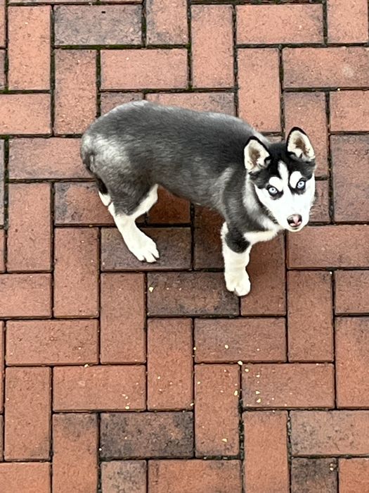 Catelusă husky 3 luni