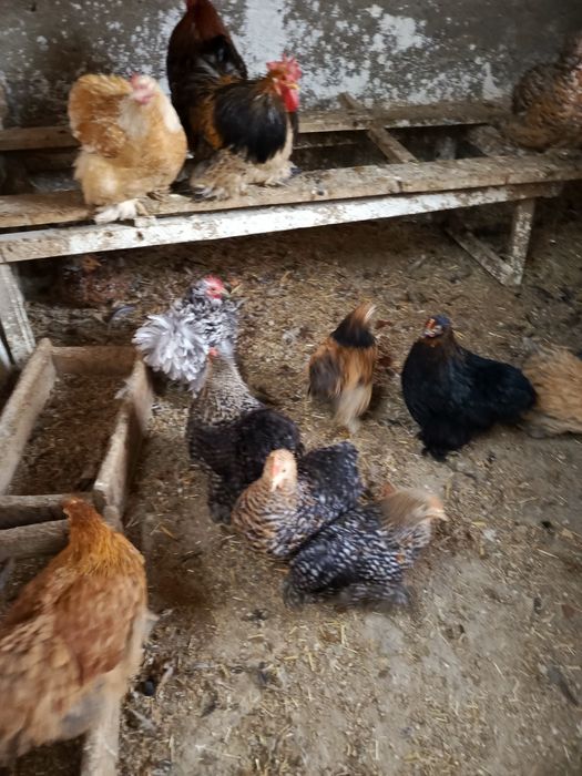 Кохен карлик зотли товук тухумлари сотилади