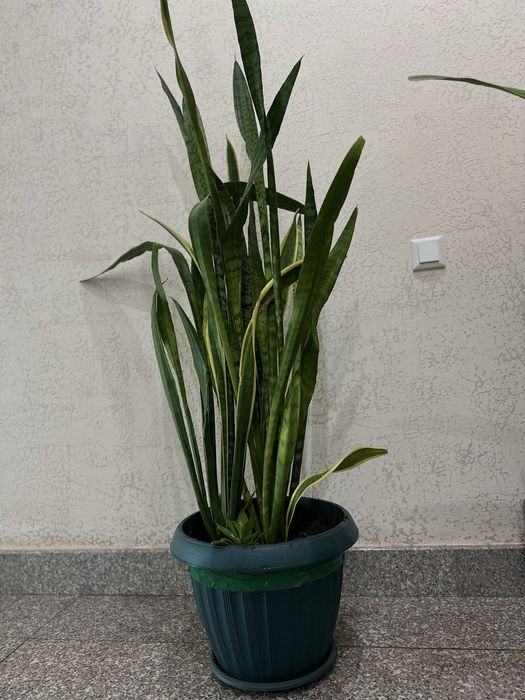 Цветок сансевьера