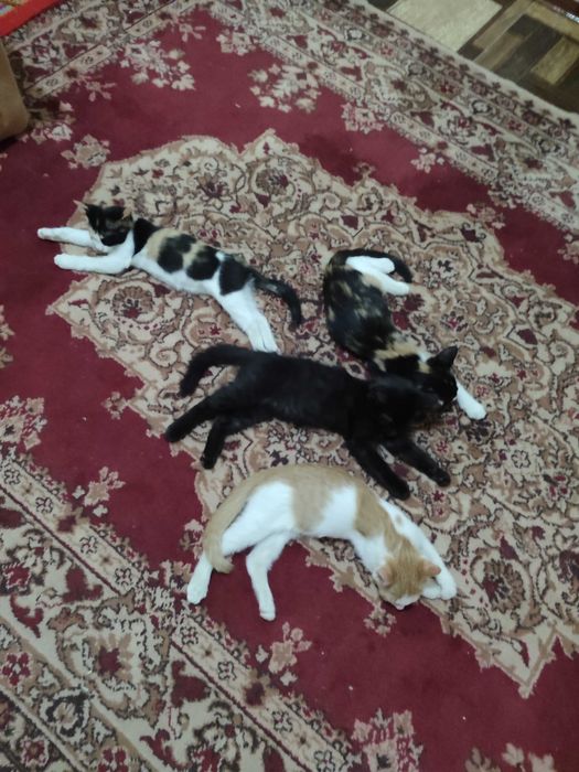 Отдам даром котят в хорошие руки