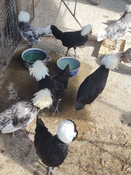 Cocoșei de motata olandeza