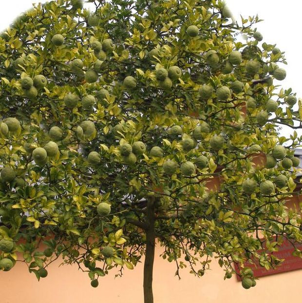 Lamaiul chinezesc de gradina Poncirus trifoliatum