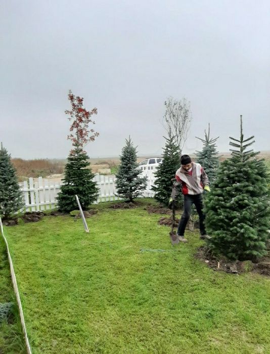 Brazi arginti și verzi