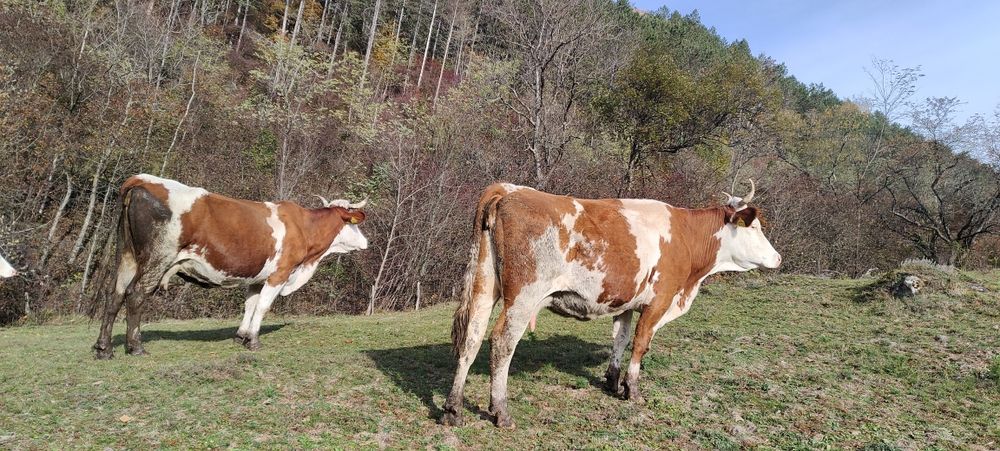 Doua vaci de vanzare