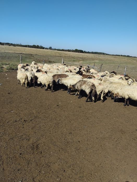 Oi de ținut, de vânzare