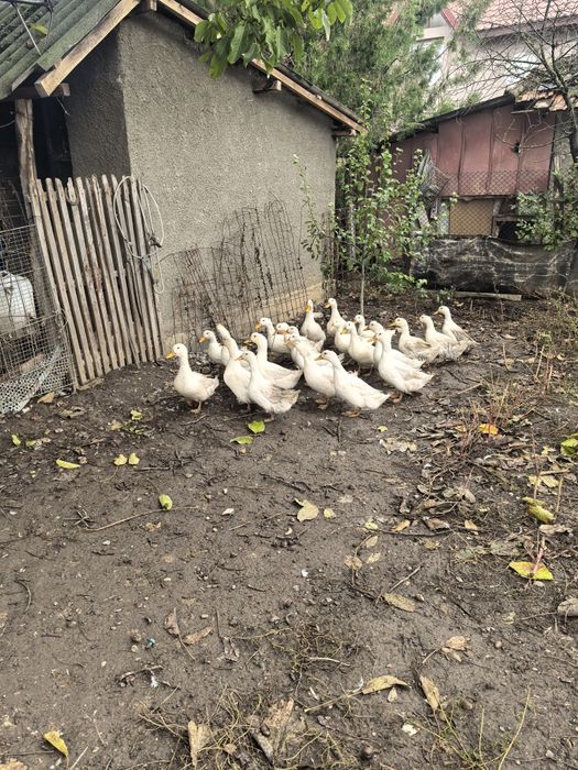 Rate pekin (tineret)