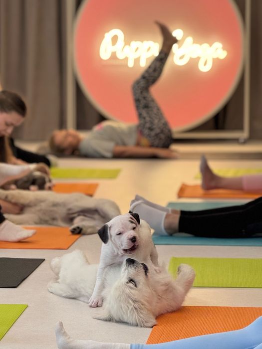 Amstaff rasă pură cu pedigree