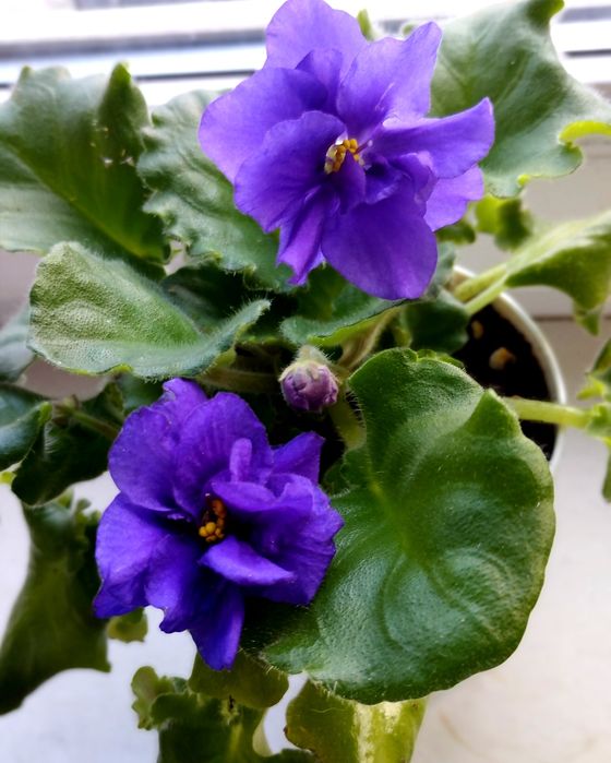 Фиолетовая фиалка