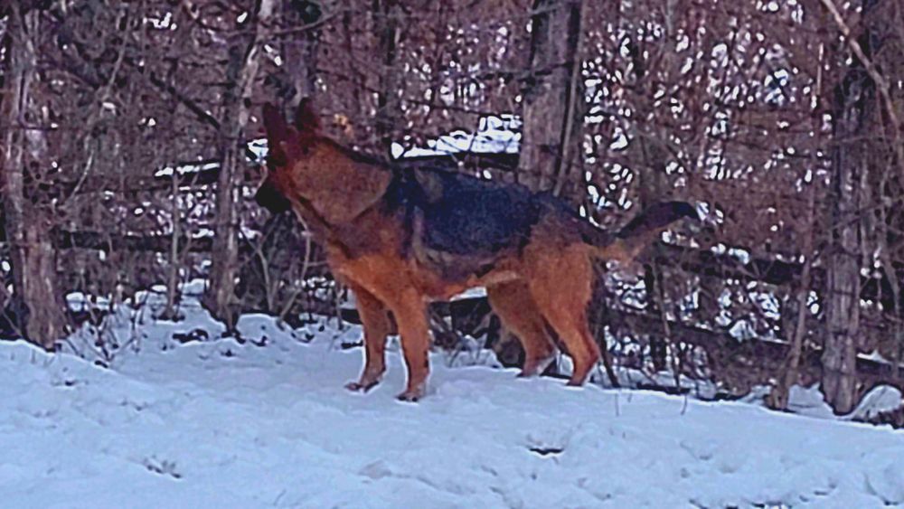 Ciobanesc german linie de lucru