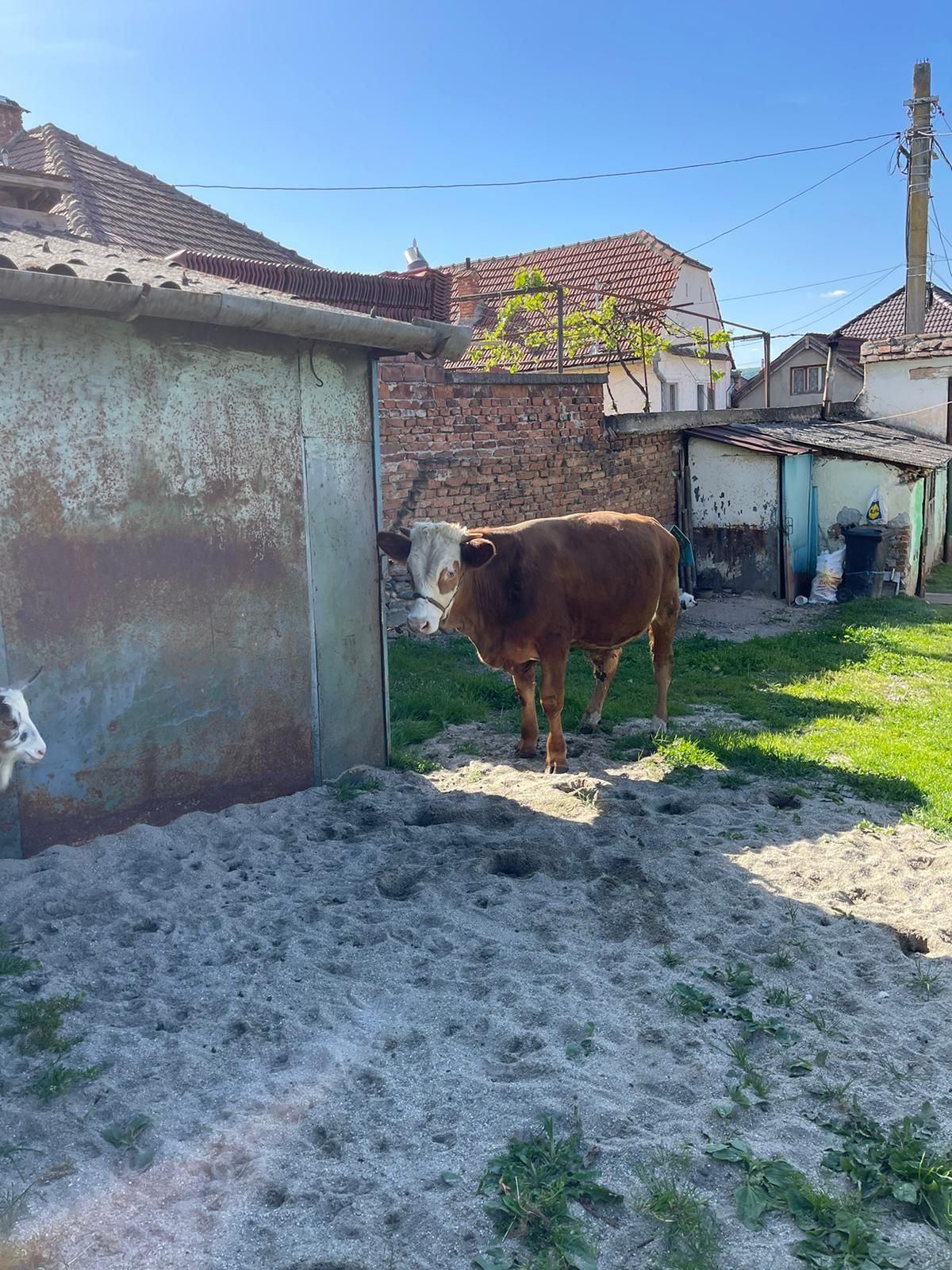 Vand vaca gestanta și tauras