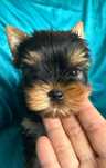 Yorkshire Terrier pedigree ACHR/FCI