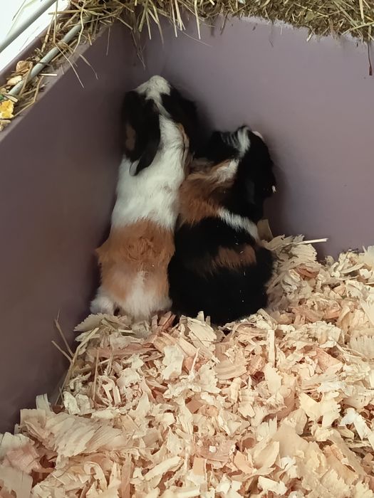 Морски свинчета 10лв.