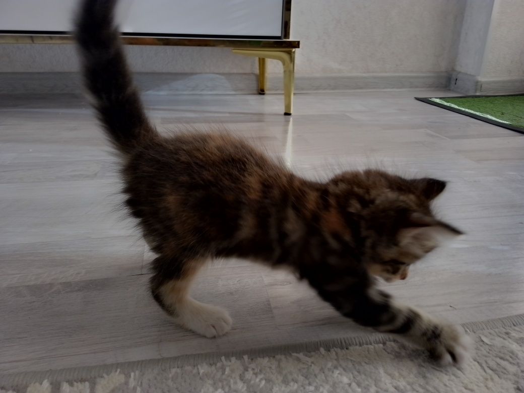 Tekinga mushuni bolasi