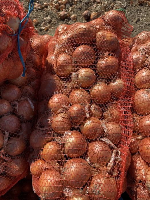 Vand ceapa si pastarnac