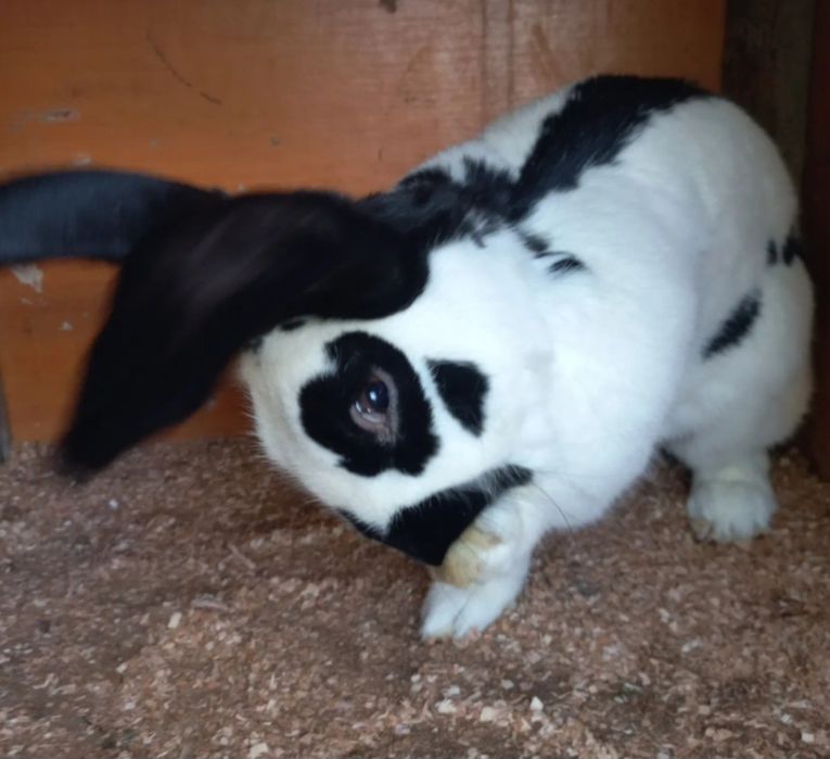 Montă iepure fluture alb cu pete negre
campioni