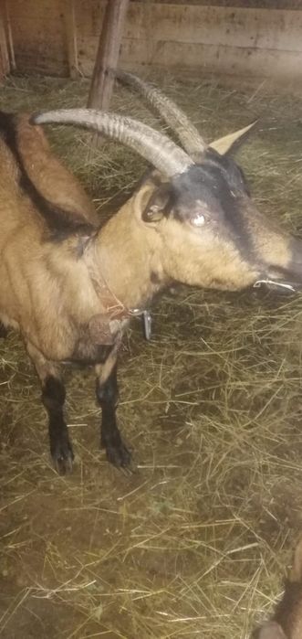 Capre alpine franceze