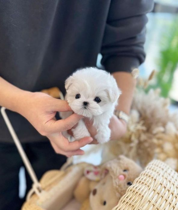 Bichon maltez mini toy