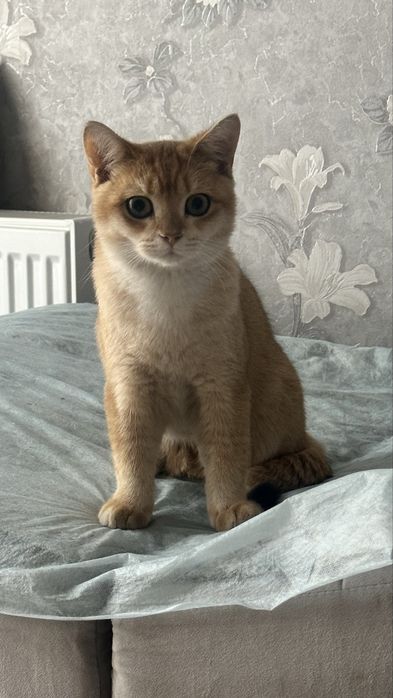 Шикарный британский кот золотой шиншиллы для вязки!