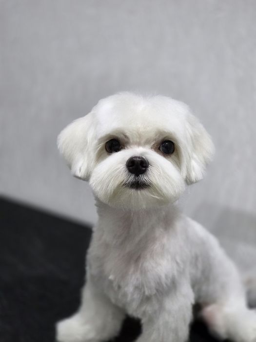 Стрижка собак,Груминг В отличном салоне!