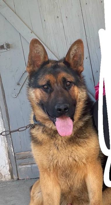 Немецкая овчарка, добрая. Продам.