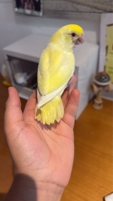 Papagal forpus coelestis cremino