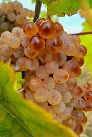 Struguri pentru vin