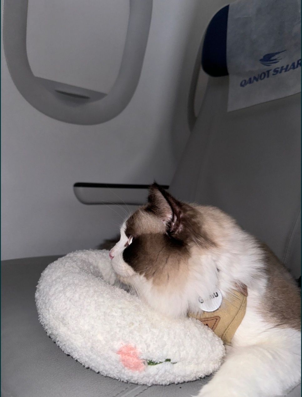 Вязка, RAGDOLL original. Не продаётся! Sotilmidi!
