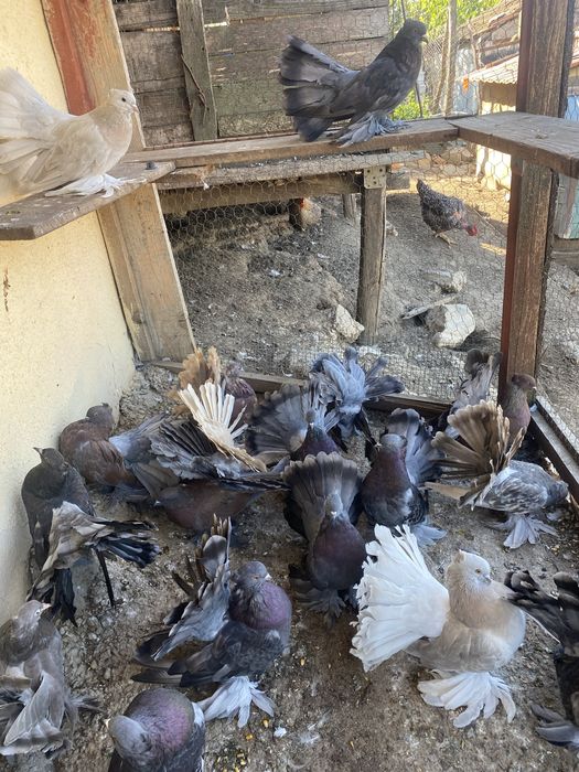 De vanzare porumbei indieni