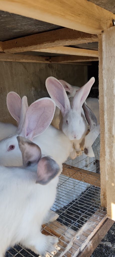 Продавам зайци за разплод и заклани