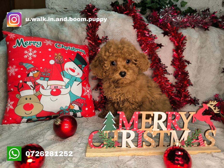 Vand fetita Pudel rosu toy / pitic